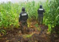 Armada de Honduras localiza y destruye unas 400,000 matas de coca