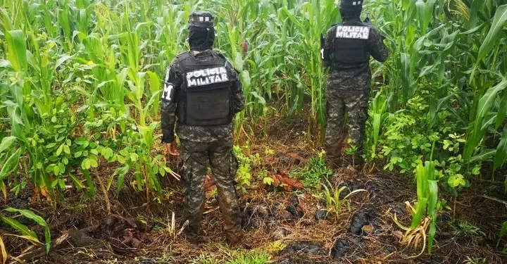 Armada de Honduras localiza y destruye unas 400,000 matas de coca