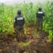 Armada de Honduras localiza y destruye unas 400,000 matas de coca