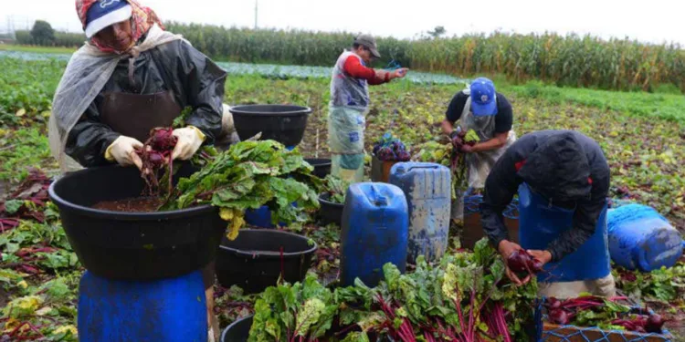 El sector de frutas y verduras se enfrentan a una escasez de mano de obra en Guatemala
