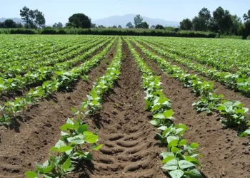 Cultivos de alimentos en Chimaltenango, Guatemala