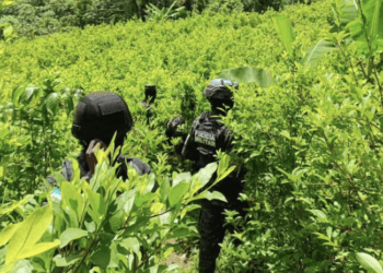 Ejército hondureño destruye plantación de coca en el caribe