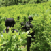 Ejército hondureño destruye plantación de coca en el caribe