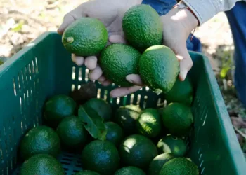 Guatemala a un paso de comenzar a exportar aguacate hass a EEUU