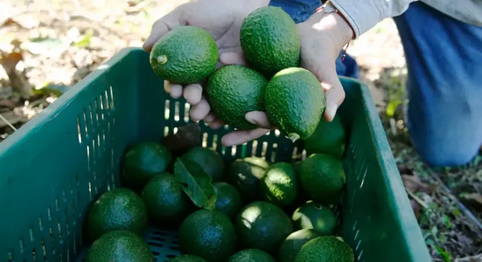 Guatemala a un paso de comenzar a exportar aguacate hass a EEUU
