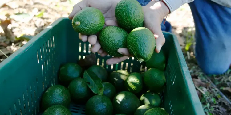 Guatemala a un paso de comenzar a exportar aguacate hass a EEUU
