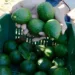 Guatemala a un paso de comenzar a exportar aguacate hass a EEUU