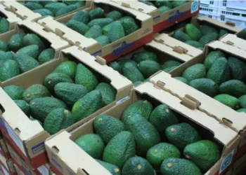 Productores guatemaltecos esperan exportar más de 15,000 toneladas de aguacate a EEUU en 2030