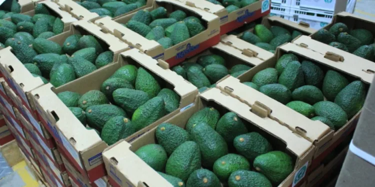 Productores guatemaltecos esperan exportar más de 15,000 toneladas de aguacate a EEUU en 2030
