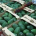 Productores guatemaltecos esperan exportar más de 15,000 toneladas de aguacate a EEUU en 2030