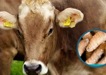 Centroamérica en alerta por propagación del gusano carnívoro o barrenador del ganado