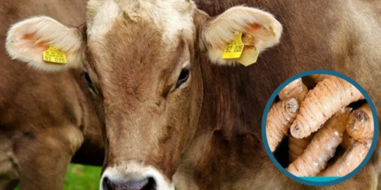 Centroamérica en alerta por propagación del gusano carnívoro o barrenador del ganado