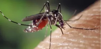 Guatemala declara emergencia sanitaria por elevado contagio de dengue