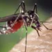 Guatemala declara emergencia sanitaria por elevado contagio de dengue