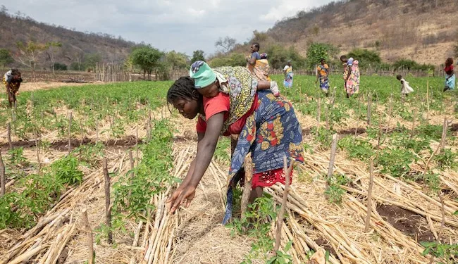 Cambio climático: un informe predice una caída del 30 % en los ingresos de los cultivos y 50 millones de personas sin agua en África