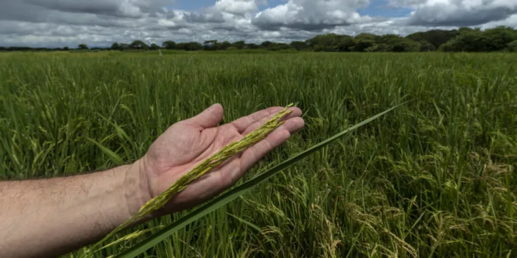 Productores advierten de desabastecimiento de arroz en Costa Rica