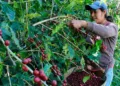 El café salvadoreño sufre abandono de fincas por migración y alto costo de producción