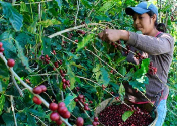 El café salvadoreño sufre abandono de fincas por migración y alto costo de producción