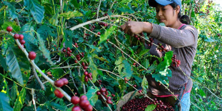 El café salvadoreño sufre abandono de fincas por migración y alto costo de producción