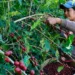 El café salvadoreño sufre abandono de fincas por migración y alto costo de producción