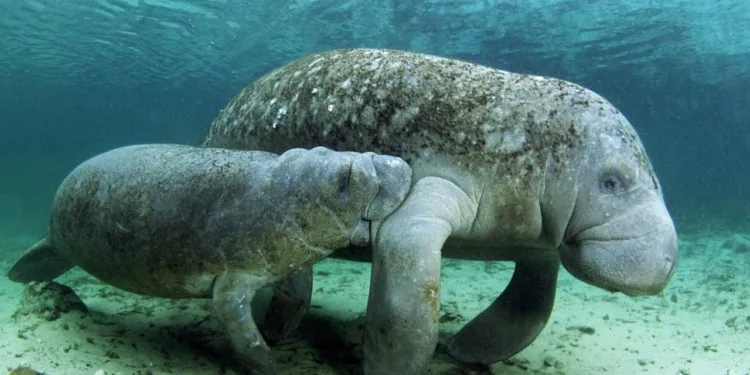 Ambientalistas advierten que manatíes están al borde de la extinción en Guatemala