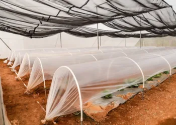 Koica construyó más de 3,700 metros de áreas protegidas para el cultivo de hortalizas en el norte de Centroamérica