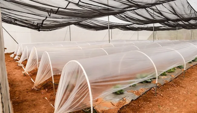 Koica construyó más de 3,700 metros de áreas protegidas para el cultivo de hortalizas en el norte de Centroamérica