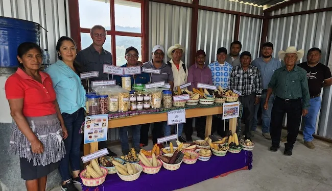 Reino Unido apoya en la adopción de semillas resilientes en Centroamérica