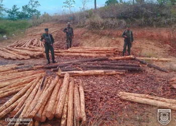 Corrupción en Nicaragua amenaza con acabar los últimos bosques