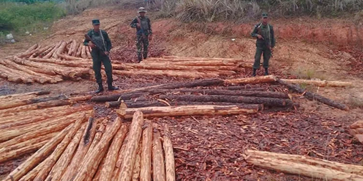 Corrupción en Nicaragua amenaza con acabar los últimos bosques
