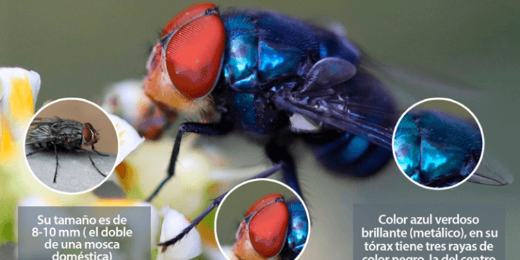 Honduras se prepara con moscas estériles ante riesgo del gusano barrenador