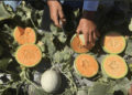 Guatemala es el mayor proveedor de melones de Estados Unidos
