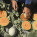 Guatemala es el mayor proveedor de melones de Estados Unidos