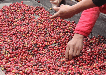 Empresa japonesa paga un récord de $10,013 el kilo de café Geisha de Panamá