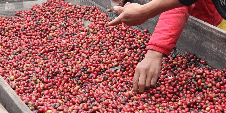 Empresa japonesa paga un récord de $10,013 el kilo de café Geisha de Panamá
