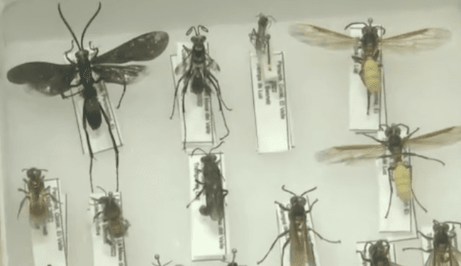 Panamá se consolida como epicentro de la entomología en Centroamérica con su museo