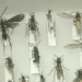 Panamá se consolida como epicentro de la entomología en Centroamérica con su museo