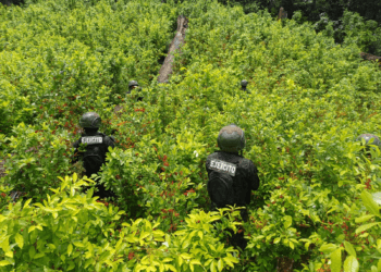 Militares hondureños descubren 15 manzanas sembradas con coca
