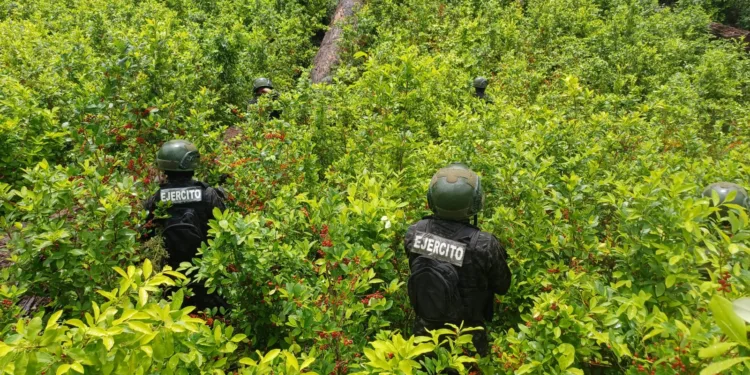Los cultivos de coca fueron descubiertos en el departamento de Colón, en el caribe hondureño.