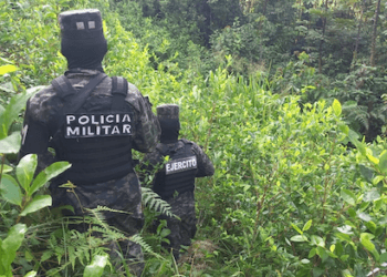 Honduras ha detectado 76 plantaciones de coca en lo que va del año