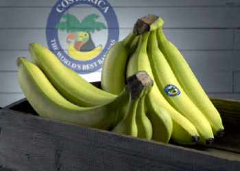 Caña, banano, palma aceitera y café, los principales productos agrícolas de Costa Rica