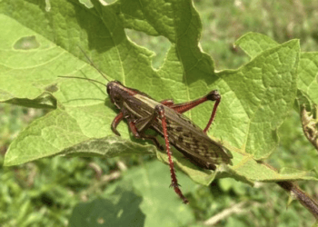 Centroamérica en alerta por plaga de langosta y chapulín gigante