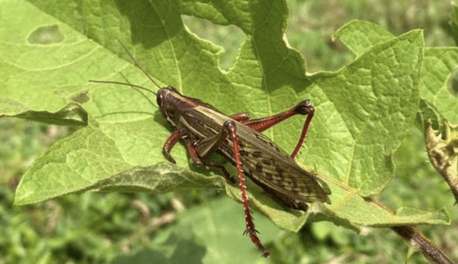 Centroamérica en alerta por plaga de langosta y chapulín gigante