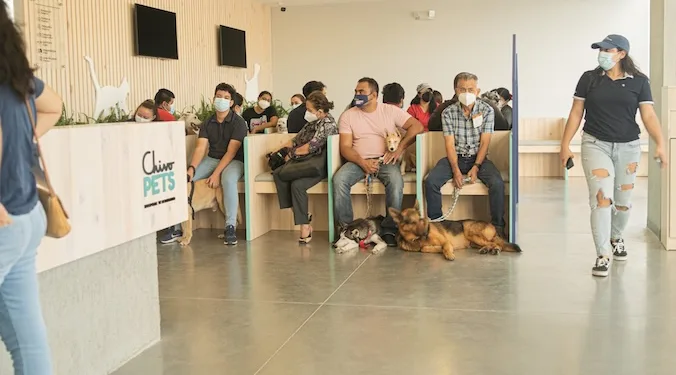 Bukele cierra hospital veterinario e Instituto de Bienestar Animal alegando quejas de la población