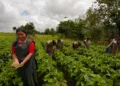 Tres de cada 10 mujeres rurales en Guatemala participan en una actividad económica