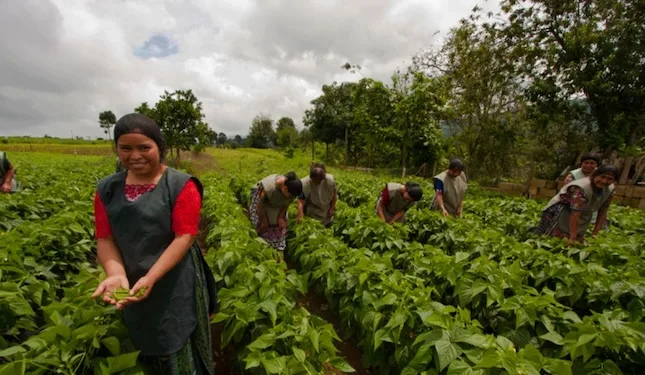 La mayoría de las mujeres guatemaltecas en la zona rural se dedican a trabajos de comercio, agricultura, manufactura y tareas de servicio. 
