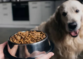 El mercado de alimentos para mascotas crece 41 % en Centroamérica