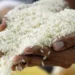 Productores de arroz en Honduras advierten retiro masivo por falta de apoyo estatal