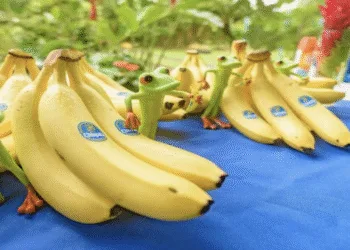 Bananera Chiquita despide a 5,000 trabajadores por huelga en Panamá