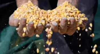 La inseguridad alimentaria afecta a millones de hondureños.